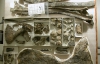 В США нашли останки динозавра возрастом 110 миллионов лет