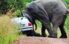 Слон переплутав автомобіль зі слонихою
