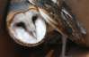 Колумбійська сова померла після нападу футболіста