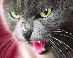 Харків продовжує тероризувати скажений кіт