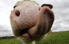 На Одесщине корова "слизнула" у воров 2 тысячи долларов