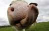 На Одещині корова у злодюг "злизала" дві тисячі доларів