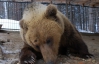 У готелях Івано-Франківщини клієнтів розважають вовками і ведмедями