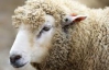 Английские болельщики поприветствуют футболистов Уэльса овцами