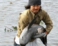 Японець врятував дельфіна, котрий застряг на рисовому полі