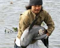 Японец спас дельфина, который застрял на рисовом поле