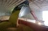 У Азарова вирішили квотувати експорт зерна до 1 липня