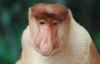 Янукович обзавелся в Брунее обезьянкой