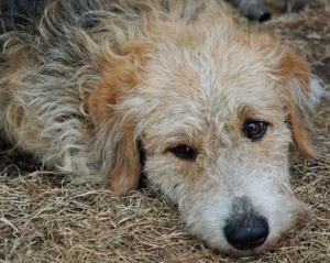 В Японии спасли собаку, которую три недели назад цунами смыло в море