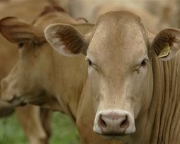 У Китаї закриють половину молочних ферм