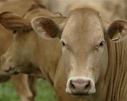 В Китае закроет половину молочных ферм