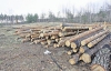 В Конча-Заспе вырубают леса под коттеджи для толстосумов
