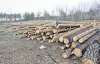 В Конча-Заспе вырубают леса под коттеджи для толстосумов