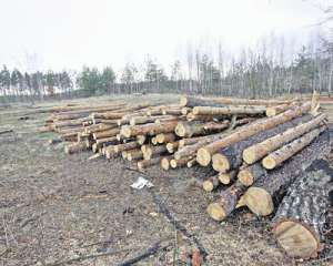 В Конча-Заспі вирубують ліси під котеджі для товстосумів