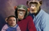 В США республиканка разослала коллегам фотографию Обамы-шимпанзе