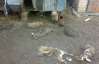 Неизвестный зверь задушил 11 кроликов на Черкасщине