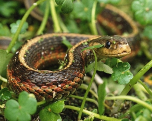 На Вінниччині велика змія вкусила чоловіка за сідниці