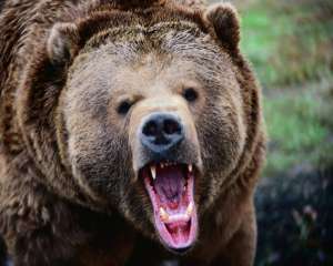 В Луганске среди улице женщину порвал бурый медведь