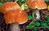 Больше всего радиации в лесных грибах, ягодах и мясе дичи 