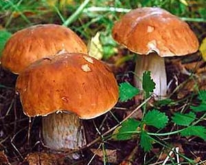 Найбільше радіації у лісових грибах, ягодах і м&#039;ясі дичини