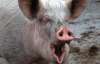 Проти чиновника порушили кримінальну справу через зникнення зграї свиней