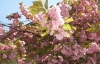 В Ужгороді розквітли сотні сакур