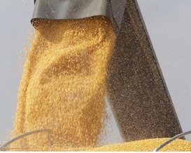 Украина отказалась ограничивать экспорт кукурузы