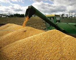 Україна зможе продати за кордон максимум 1,5 млн тонн кукурудзи - експерти