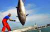 70-килограммового тунца считают мелким 