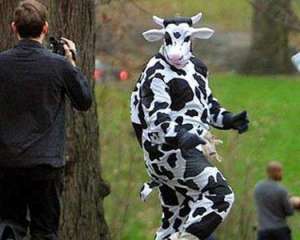 Американець в костюмі корови вкрав з супермаркету 96 літрів молока