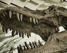 У монгольській пустелі Гобі знайшли останки двох дитинчат динозавра
