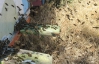 У Шотландії з університету викрали кілька тисяч бджіл