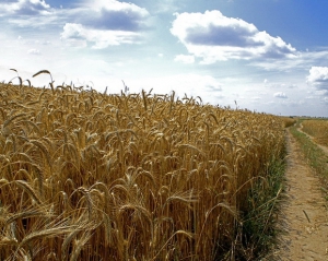 Україна здатна збільшити експорт зерна на 54% - Мінсільгосп США