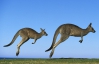 Австралія нагодує Україну м'ясом кенгуру?