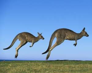 Австралия накормит Украину мясом кенгуру?