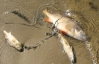 На Ивано-Франковщине отравили рыбу на 100 тысяч гривен