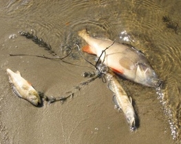 На Ивано-Франковщине отравили рыбу на 100 тысяч гривен