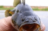 В Ровенской области прожорливая рыба-хищник съедает икру и мальков
