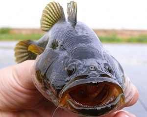 В Ровенской области прожорливая рыба-хищник съедает икру и мальков