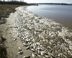 На Днепропетровщине произошел массовый мор рыбы