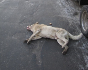 У день приїзду Януковича в Ужгороді навмисне потруїли безпритульних псів