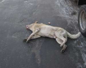 В день приезда Януковича в Ужгороде умышленно отравили бездомных псов