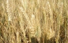 Трейдеры обещают украинским дешевое зерно