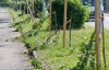 В Ужгороде нелюди уничтожили новенькую аллею сакур