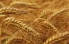 Украина потерю 6 миллиардов из пошлины на экспорт зерна - аграрии