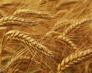 Україна втратить 6 мільярдів через мита на експорт зерна - аграрії