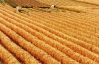 Украина и Россия синхронно откажутся от ограничений на экспорт зерна