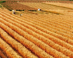 Україна і Росія синхронно відмовляться від обмежень на експорт зерна