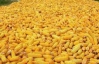Миру предрекают дефицит кукурузы