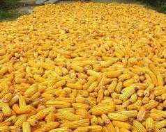 Світу пророкують дефіцит кукурудзи